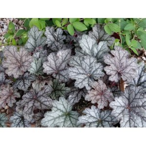 Heuchera hybridná (Heuchera hybrida) ´WORLD CAFFÉ CORRETO´® - výška 10-20 cm, ⌀ 30 cm, kont. C2L
